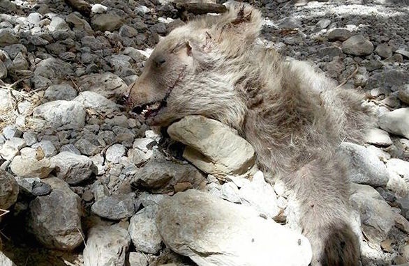 سقوط از ارتفاع توله خرس، برایش مرگ آفرید