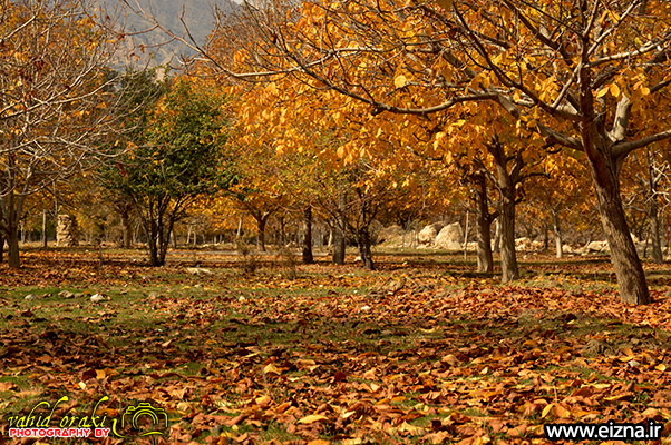 پاییز در همین حوالی، گزارش تصویری «فصل هزار رنگ» در شهرستان ایذه