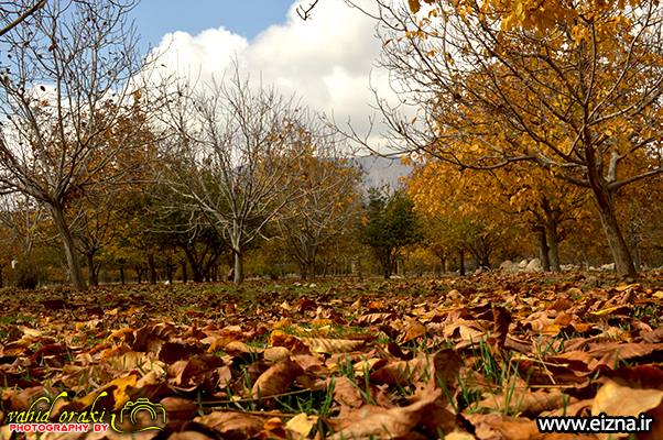 دعوت مردمی انجمن دوست‌داران محیط زیست ایذه برای کاشت نهال بلوط