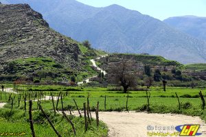 طبیعت زیبای بهاری دشت سوسن در شهرستان ایذه میزبان مهمانان و گردشگران نوروزی