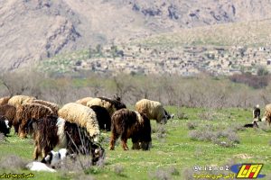 طبیعت زیبای بهاری دشت سوسن در شهرستان ایذه میزبان مهمانان و گردشگران نوروزی