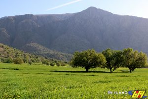 طبیعت زیبای بهاری دشت سوسن در شهرستان ایذه میزبان مهمانان و گردشگران نوروزی