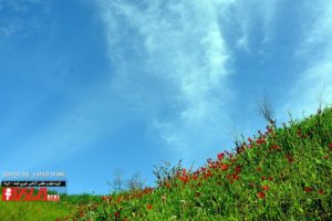 طبیعت زیبای بهاری دشت سوسن، عکاس وحید اورکی