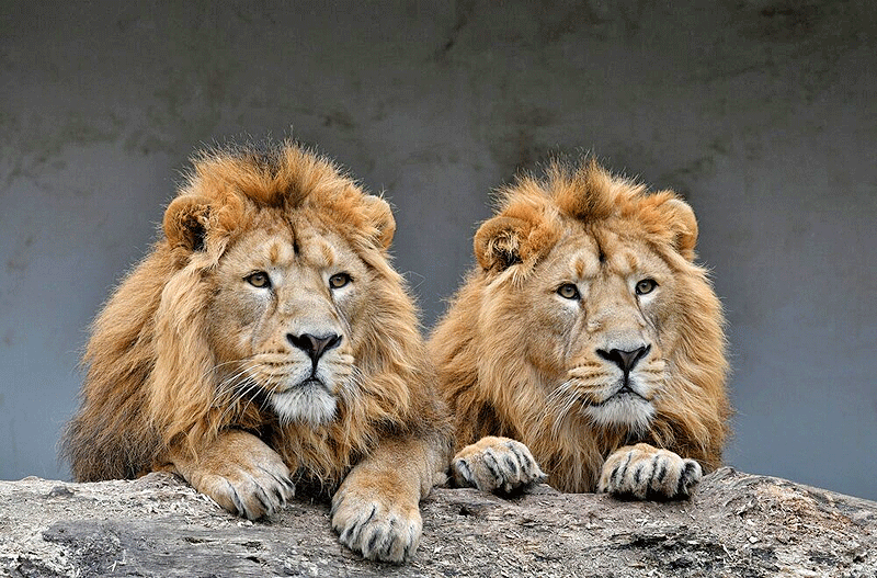 بازی شیری با خدمات استوریایی آقای خاص/تعارفات شایسته‌سالارانه با اقلیم گرمسیری!