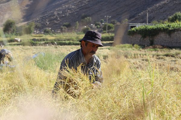 گزارش تصویری؛ برداشت برنج از شالیزارهای بخش سوسن
