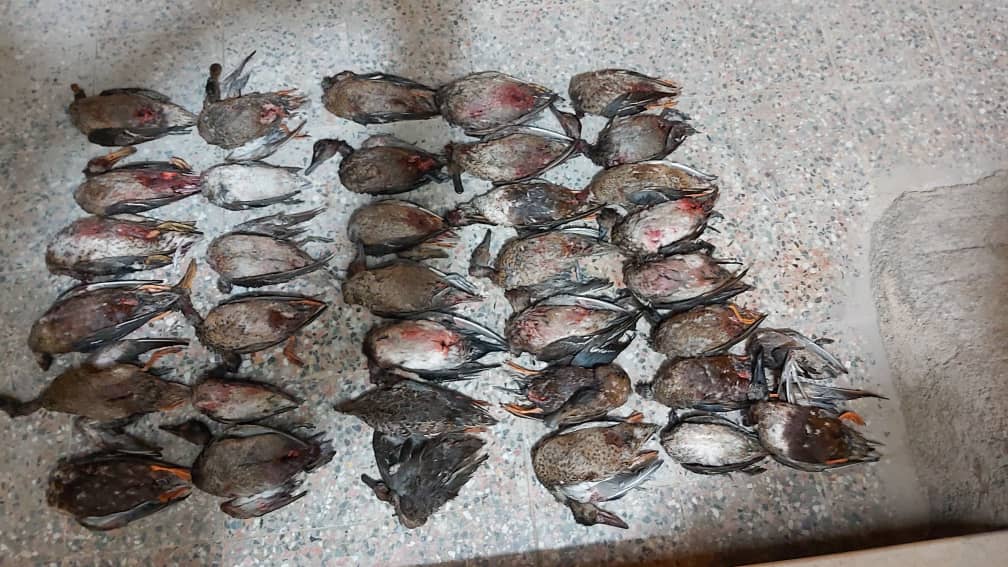 کشف ۱۶۰ قطعه پرنده از شکارچیان در تالاب میانگران