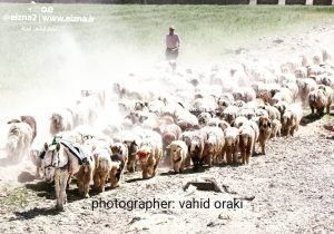 آغاز کوچ زودهنگام عشایر به سمت مناطق سردسیری