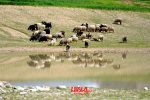 سایه سنگین خشکسالی بر سر دامداری در شهرستان ایذه