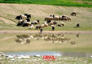 سایه سنگین خشکسالی بر سر دامداری در شهرستان ایذه