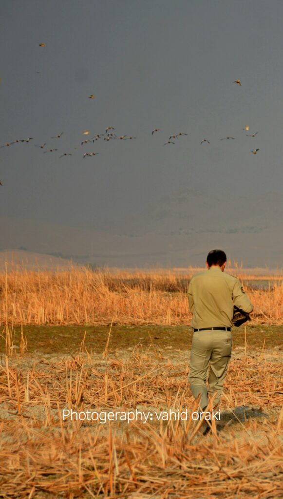 محیط زیست ایذه مورد تقدیر مرکز تحقیقاتی عقاب‌ها در قزاقزستان/بازگشت عقاب تیمار شده در ایذه به آلماتی | عکس: وحید اورکی #ایذه #وحید_اورکیعکاس وحید اورکی