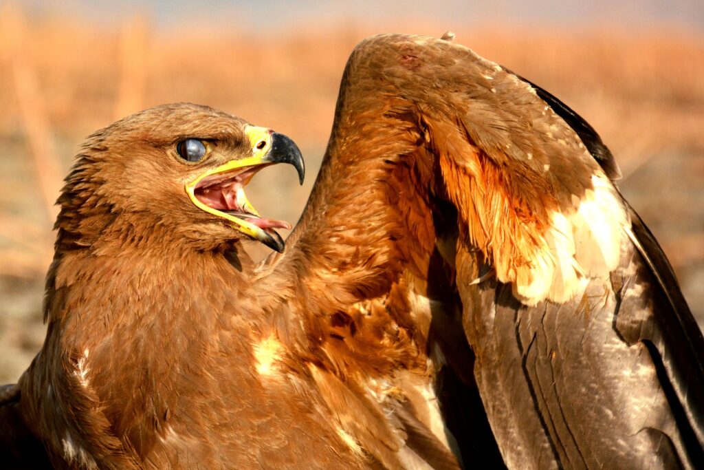 تقدیر سایت حیات وحش قزاقزستانی از تیمار عقاب در اداره حفاظت محیط زیست ایذه/بازگشت عقاب درمان شده به کشورش #ایذه #وحید_اورکی عکاس وحید اورکی