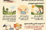 افزایش گزارشات مردمی از گرمازدگی لکلکها در ایذه/ در هوای گرم چگونه یاریگر پرندگان گرمازده باشیم؟