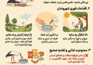 افزایش گزارشات مردمی از گرمازدگی لکلکها در ایذه/ در هوای گرم چگونه یاریگر پرندگان گرمازده باشیم؟