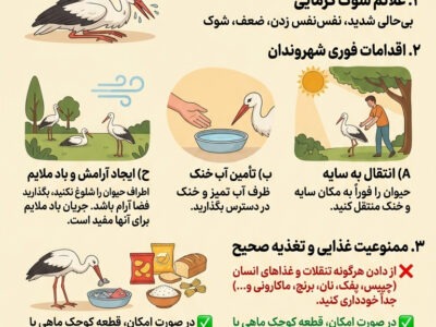افزایش گزارشات مردمی از گرمازدگی لکلکها در ایذه/ در هوای گرم چگونه یاریگر پرندگان گرمازده باشیم؟