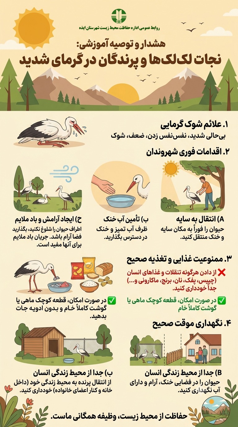 در هوای گرم چگونه یاریگر پرندگان گرمازده باشیم؟ + آموزش کمک به پرندگان