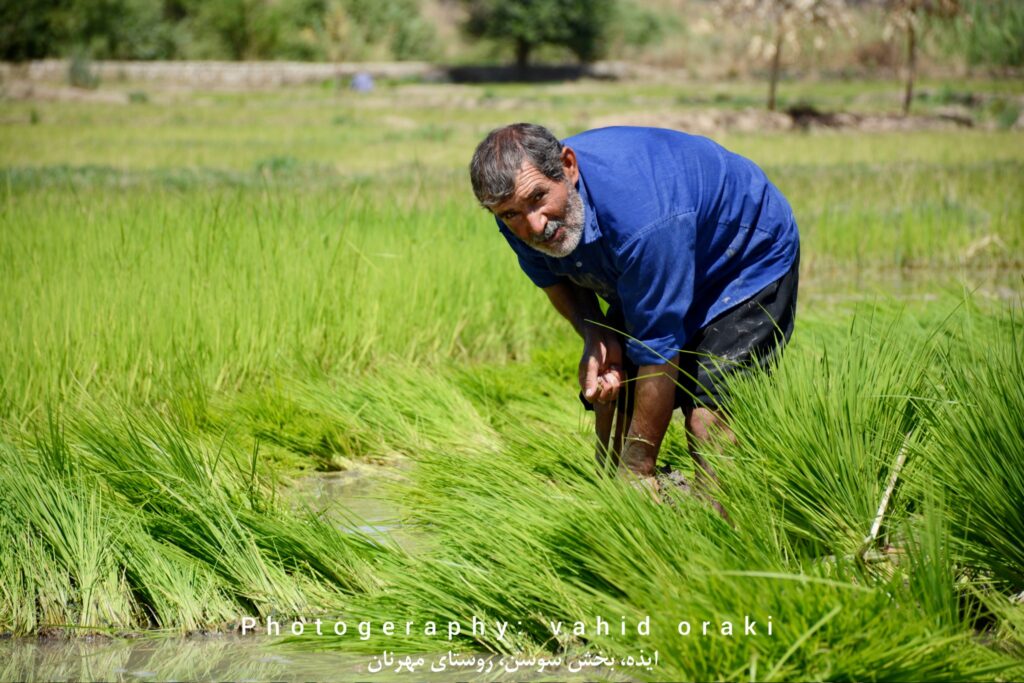 برداشت نشا از خزانه در گرمای نزدیک به 50 درجه سانتی گراد بخش سوسن