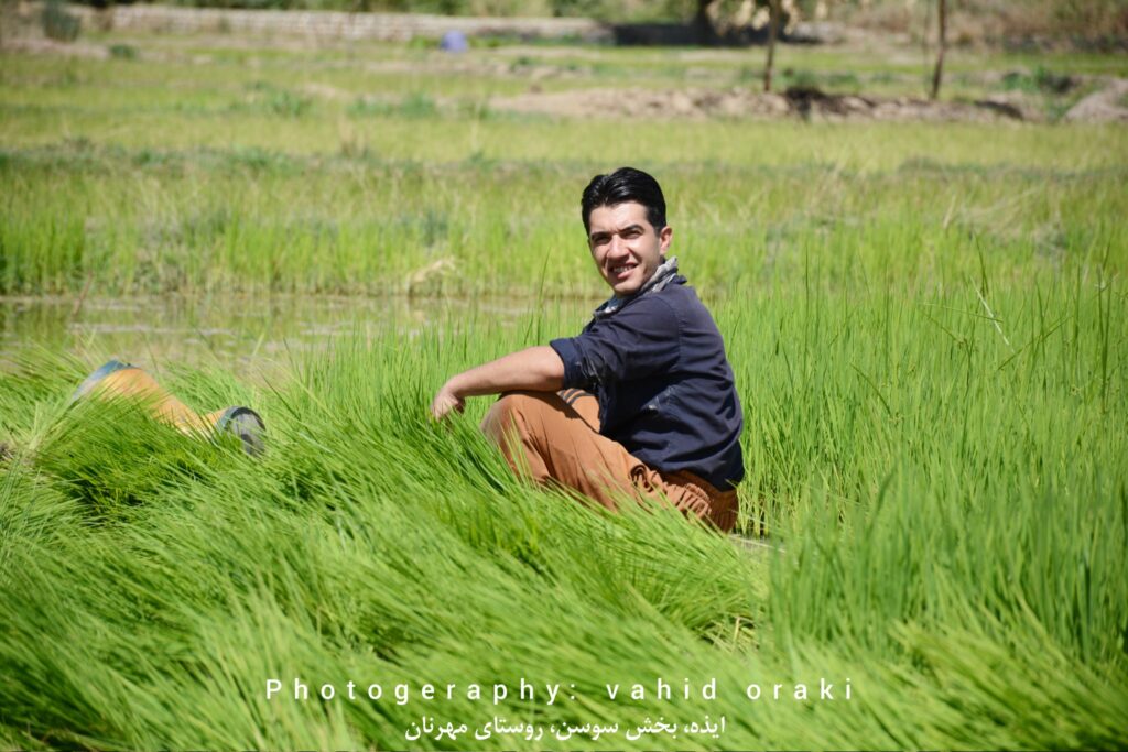 کاشت نشاء برنج در شالیزارهای روستای مهرنان بخش سوسن ایذه