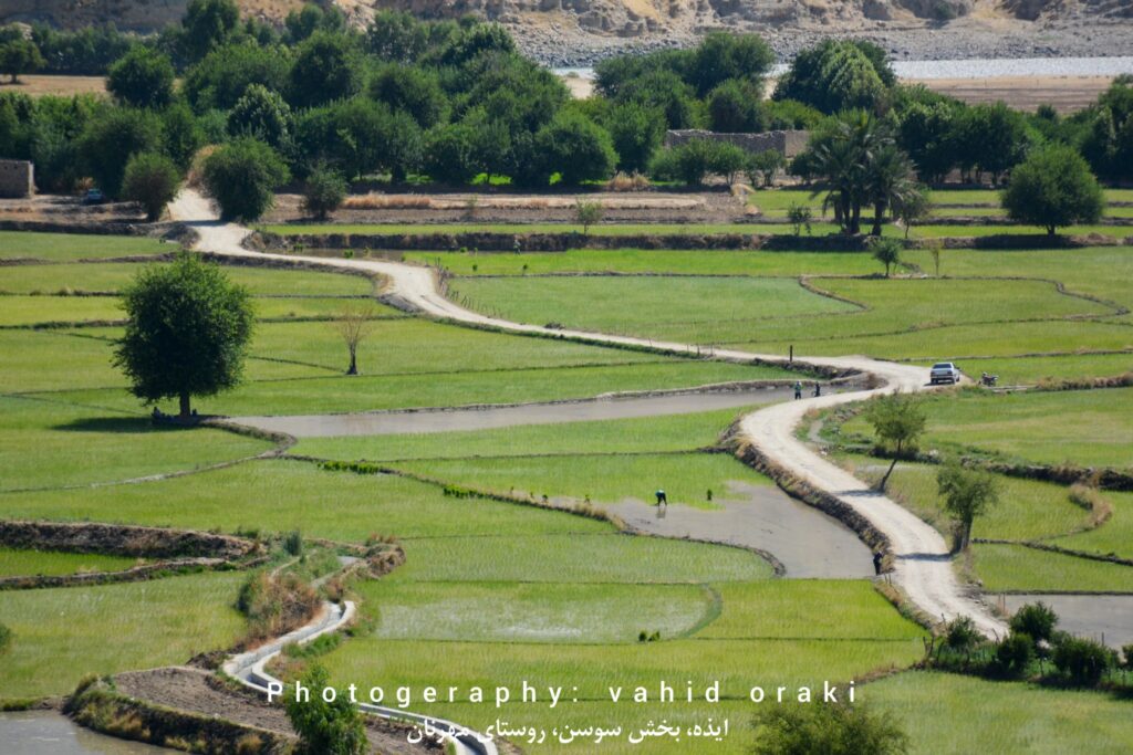 کاشت نشاء برنج در شالیزارهای روستای مهرنان بخش سوسن ایذه