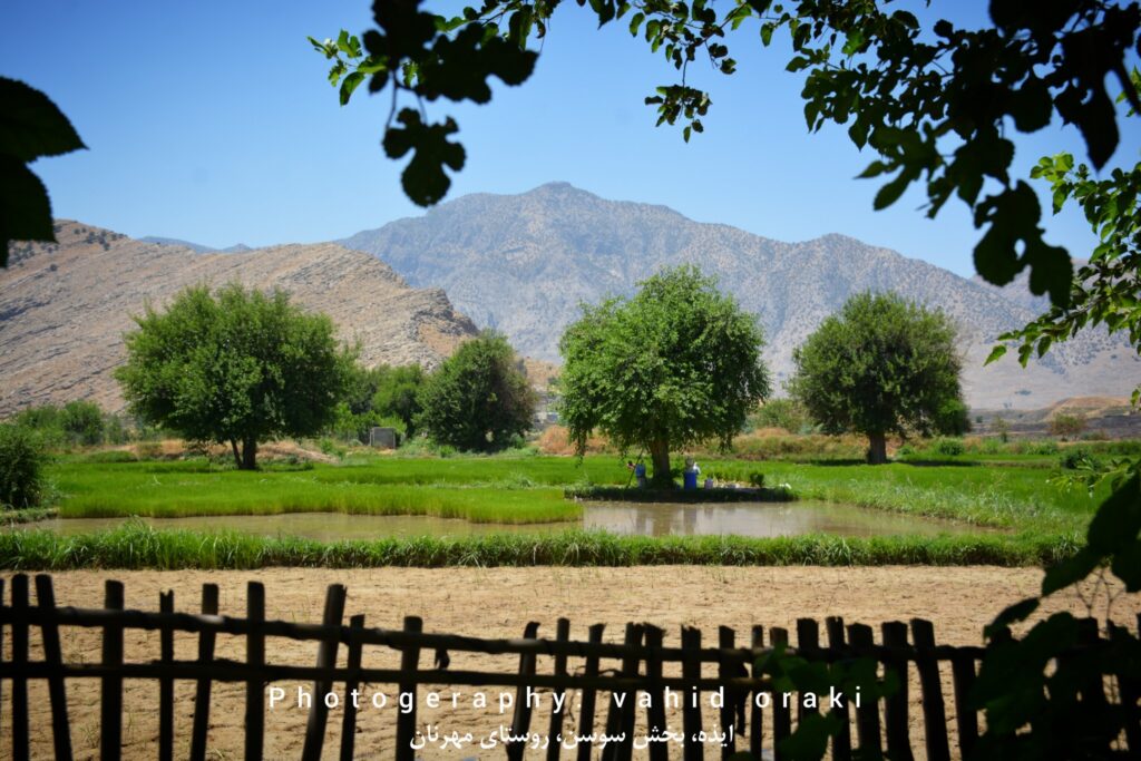 نمایی بسیار زیبا از شالیزارهای در حال کشت
