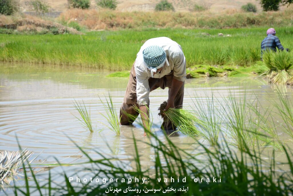 کاشت نشاء برنج در شالیزارهای روستای مهرنان بخش سوسن ایذه