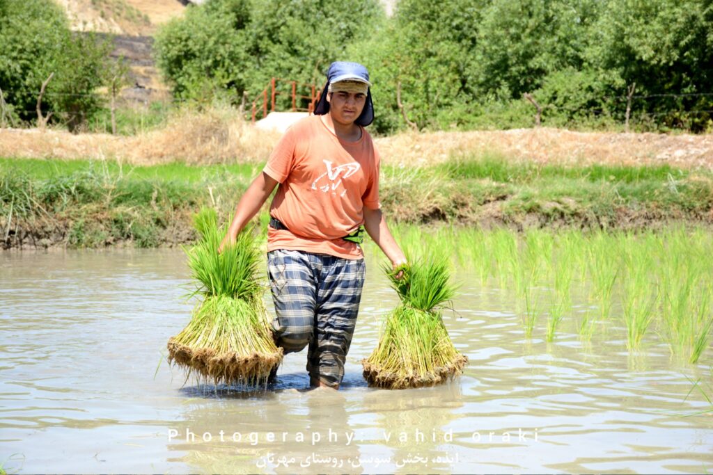 کار کشاورزی و شالی کاری در بخش سوسن سن و سال نمی شناسد و همه سنین پای کارند