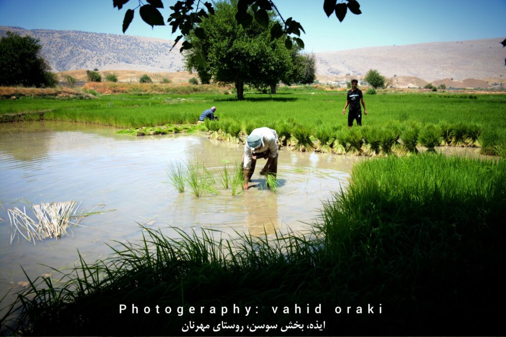کاشت نشاء برنج در شالیزارهای روستای مهرنان بخش سوسن ایذه