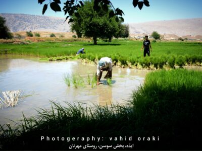روایت تصویری از شالیزارهای سوسن؛ قلب تپنده برنجکاری در ایذه
