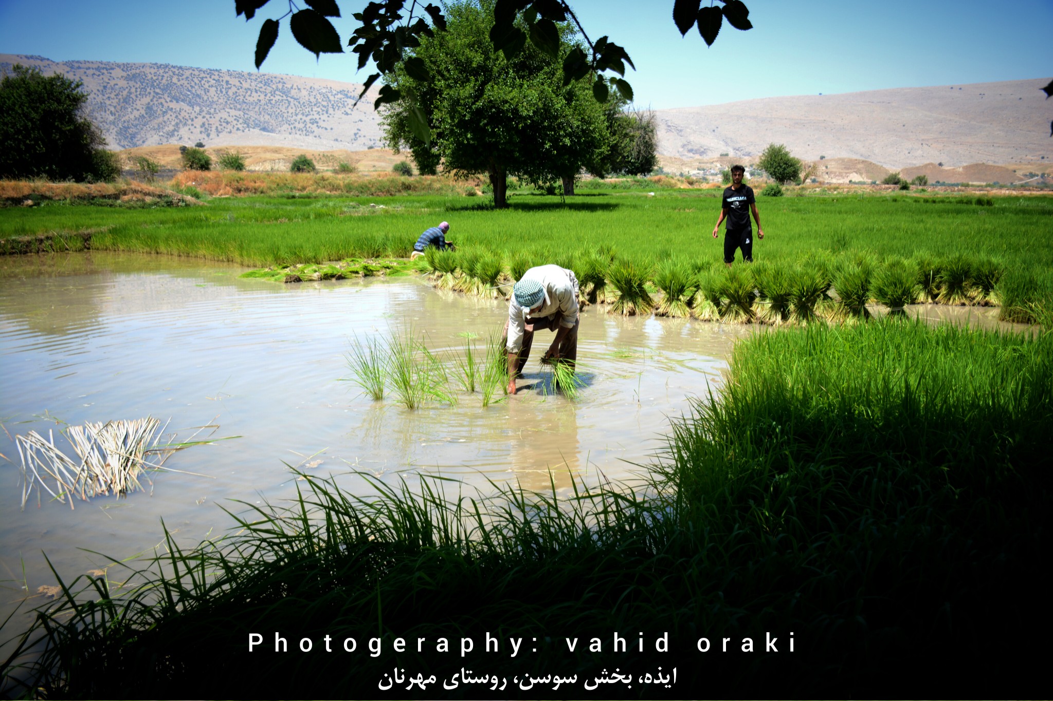 روایت تصویری از شالیزارهای سوسن؛ قلب تپنده برنجکاری در ایذه روایت تصویری از شالیزارهای سوسن؛ قلب تپنده برنجکاری در ایذه