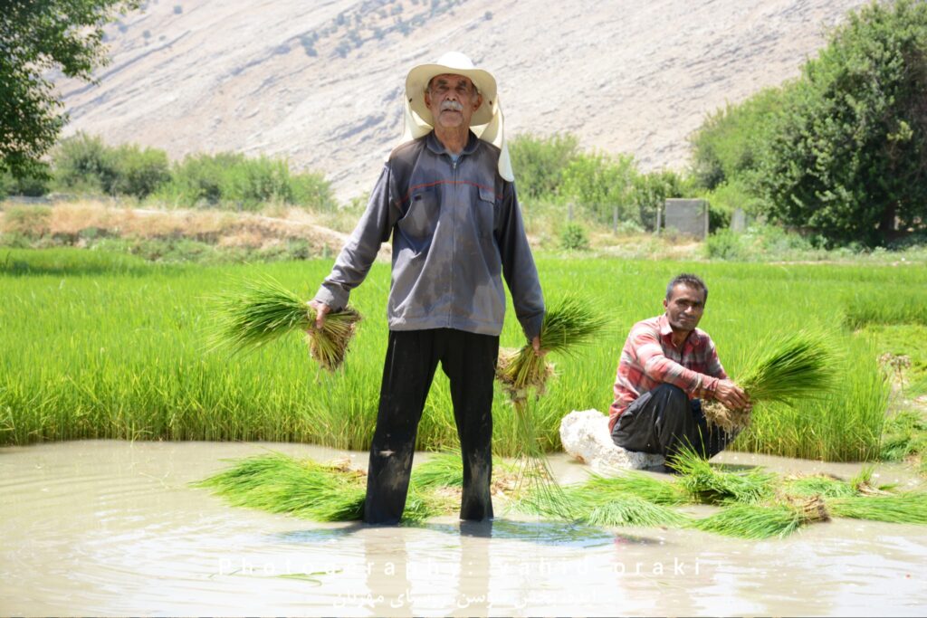 ترکیب دو نسل در خال کاشت نشاء برنج در شالیزارهای روستای مهرنان بخش سوسن ایذه