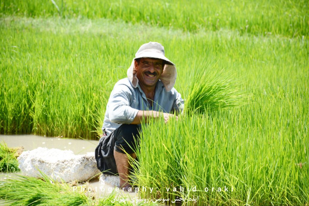 کاشت نشاء برنج در شالیزارهای روستای مهرنان بخش سوسن ایذه