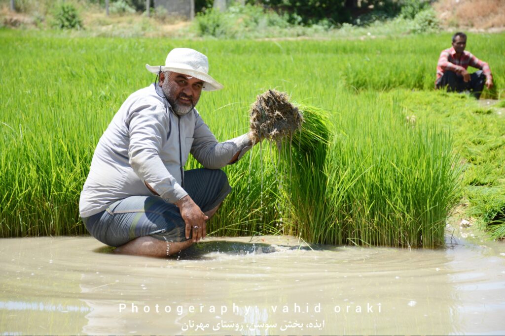 کاشت نشاء برنج در شالیزارهای روستای مهرنان بخش سوسن ایذه
