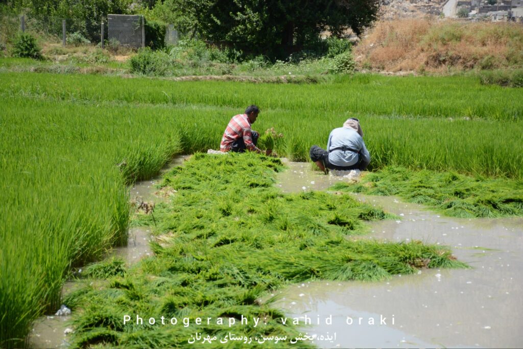 کاشت نشاء برنج در شالیزارهای روستای مهرنان بخش سوسن ایذه