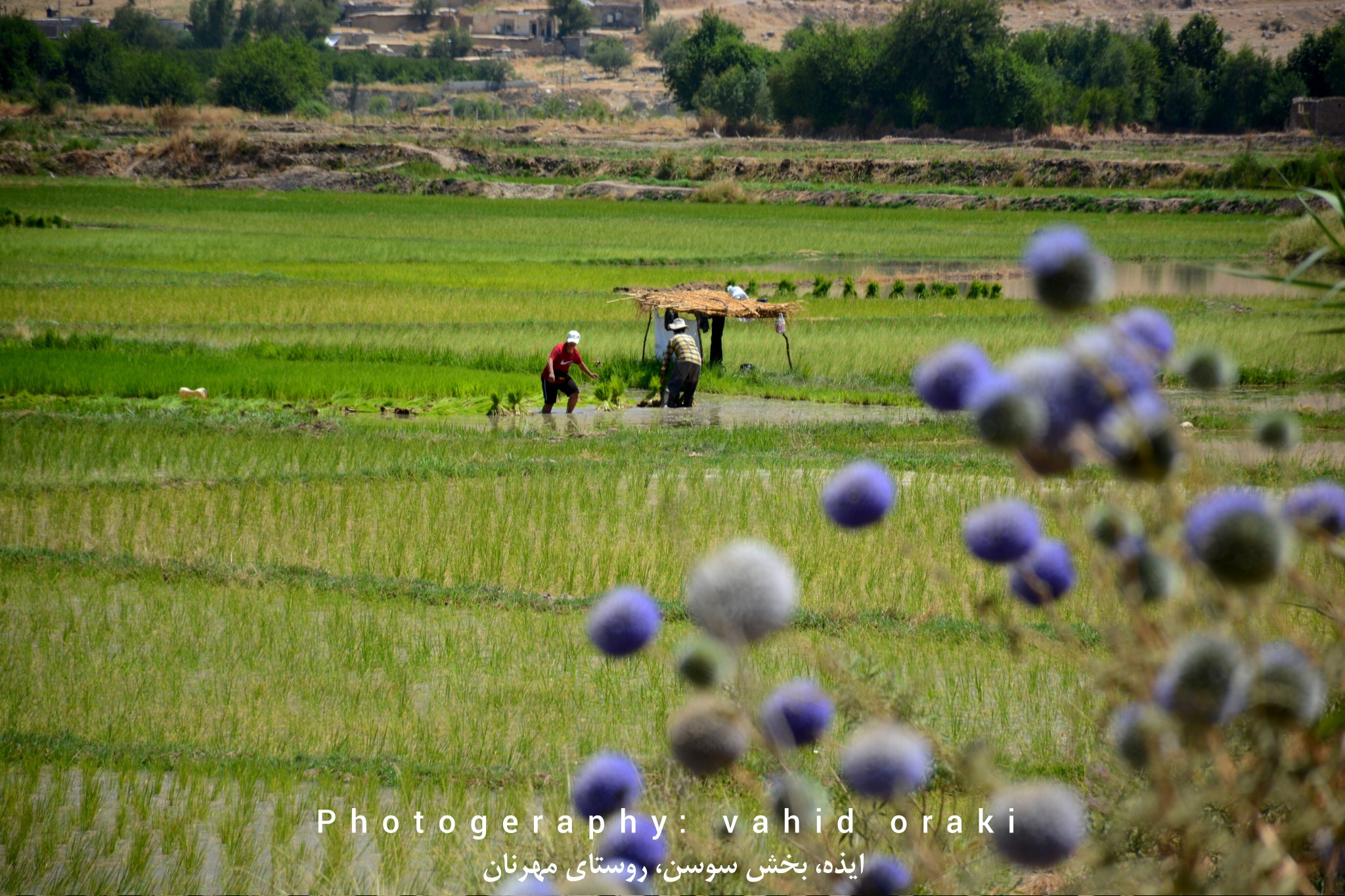 نمایی از گل های تابستانه و شالیزارهای بخش سوسن
