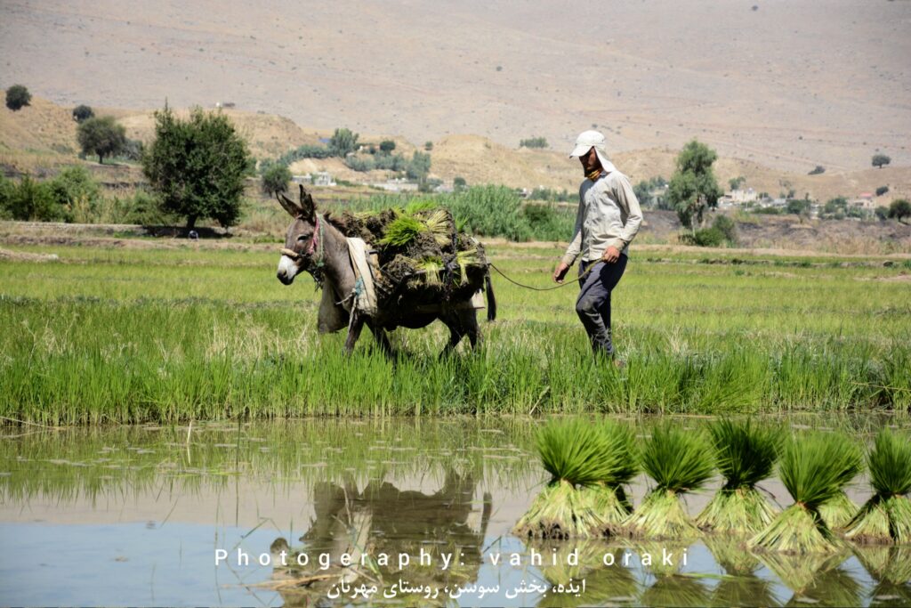 روش های سنتی و استفاده از حیوانات برای انتقال نشا از خزانه به زمین اصلی کشت