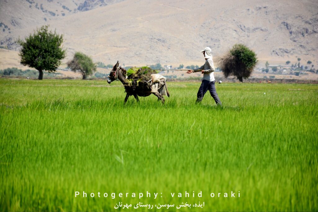 روش های سنتی و استفاده از حیوانات برای انتقال نشا از خزانه به زمین اصلی کشت