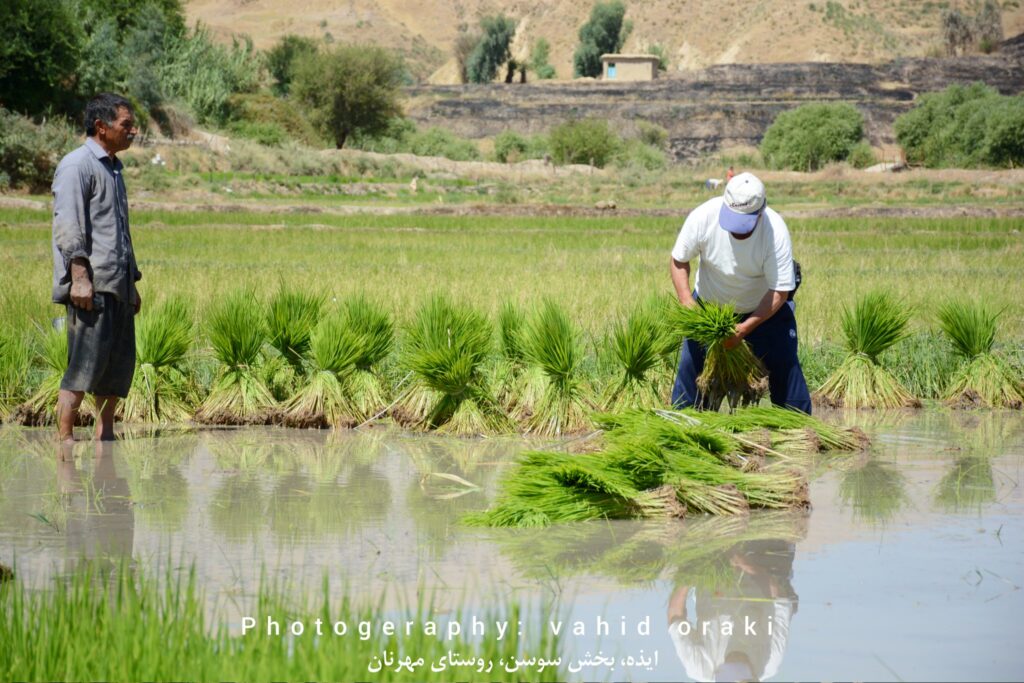 کاشت نشاء برنج در شالیزارهای روستای مهرنان بخش سوسن ایذه