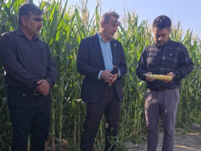 سایت تحقیقاتی ذرت ایذه؛ پیوند دانش کشاورزی با افزایش بهره‌وری تولید