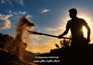 رقص خوشهها بر شانههای تاریخ؛ سمفونی شلتوکها در دشت سوسن