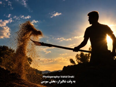 رقص خوشهها بر شانههای تاریخ؛ سمفونی شلتوکها در دشت سوسن