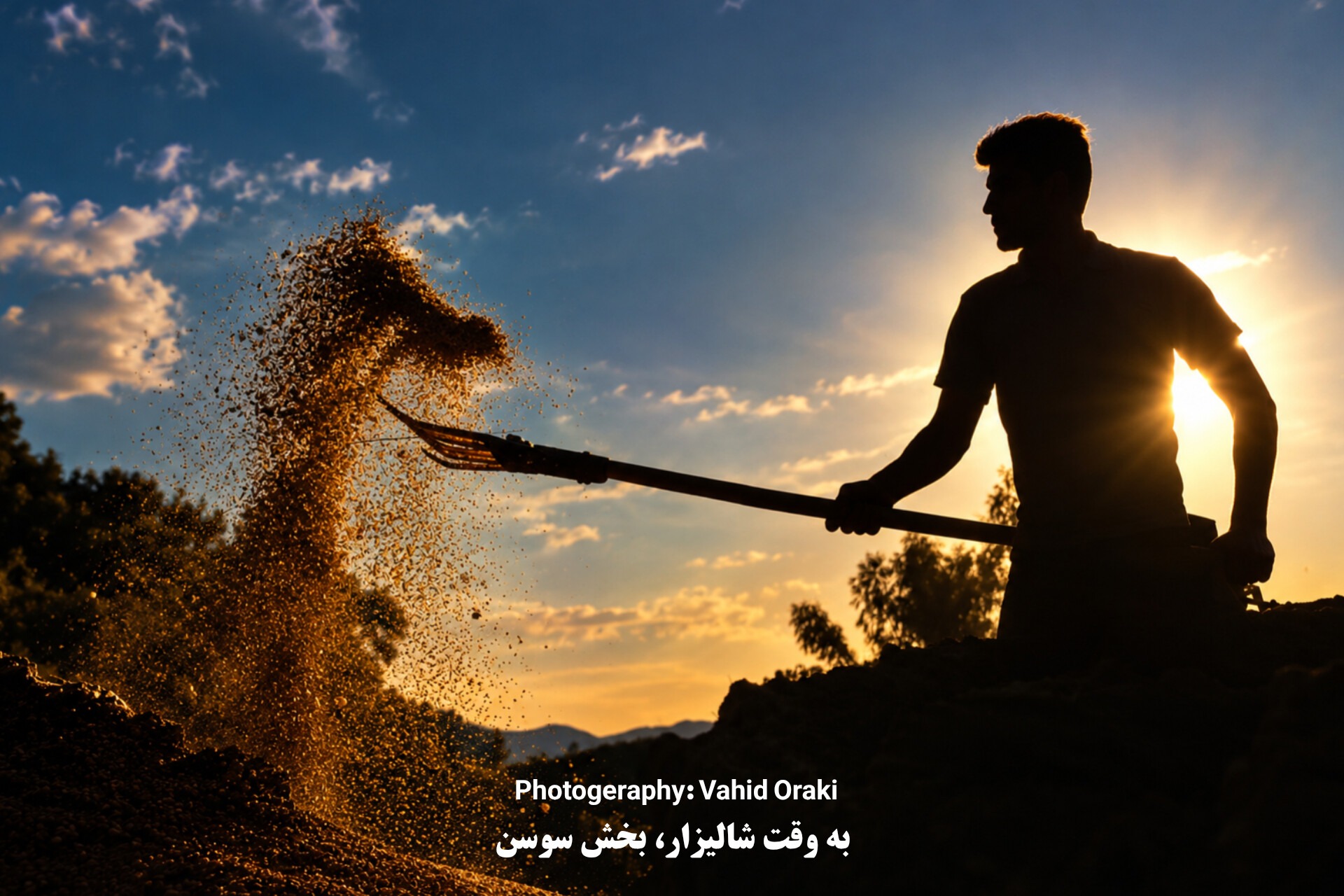 رقص خوشهها بر شانههای تاریخ؛ سمفونی شلتوکها در دشت سوسن رقص خوشهها بر شانههای تاریخ؛ سمفونی شلتوکها در دشت سوسن