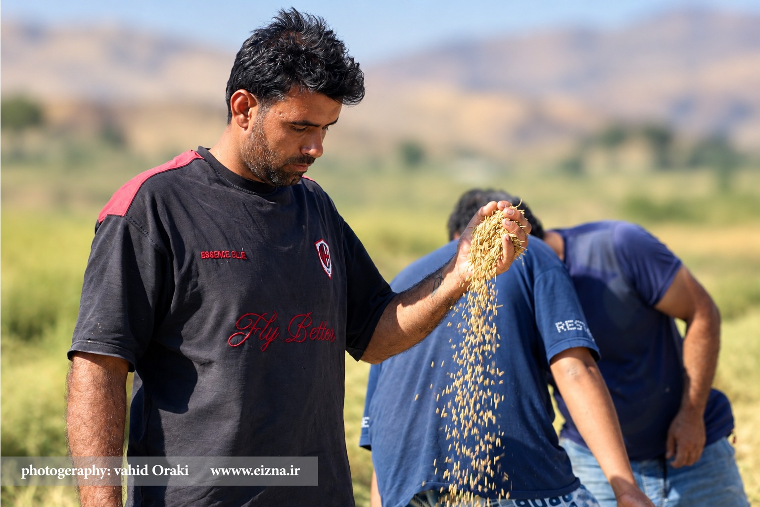 «تلاش کشاورزان سخت‌کوش در برداشت طلای سفید از شالیزارهای بخش سوسن ایذه / عکاس: وحید اورکی»