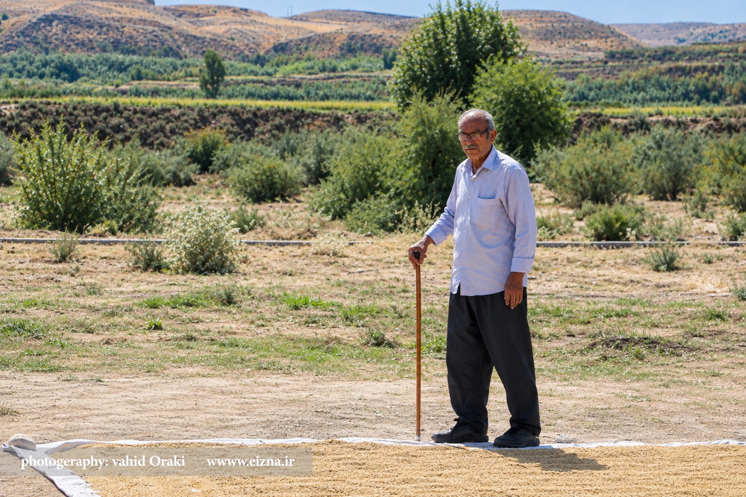 «تلاش کشاورزان سخت‌کوش در برداشت طلای سفید از شالیزارهای بخش سوسن ایذه / عکاس: وحید اورکی»