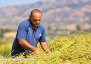 برداشت برنج و سنت تهیه گمک در شالیزارهای سوسن ایذه؛ گزارش تصویری از وحید اورکی