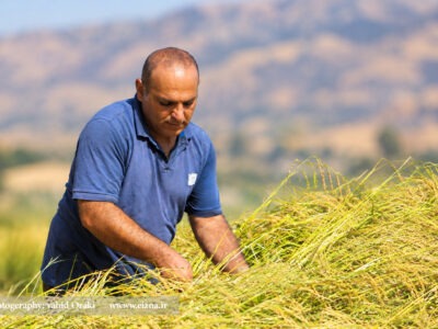 برداشت برنج و سنت تهیه گمک در شالیزارهای سوسن ایذه؛ گزارش تصویری از وحید اورکی